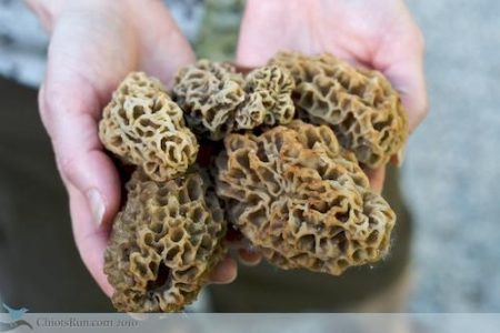 Falling in Love With Wild Food Image